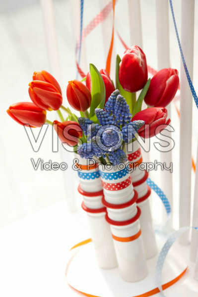 Tulipa and Muscari flowers