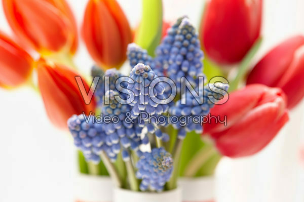 Tulipa and Muscari flowers