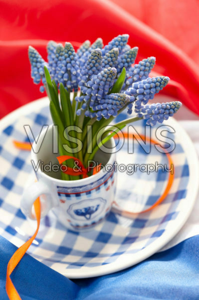 Muscari flowers in cup and saucer