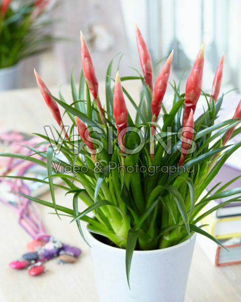 cats yucca plants Palma China ‘Yucca filifera’ main image 1