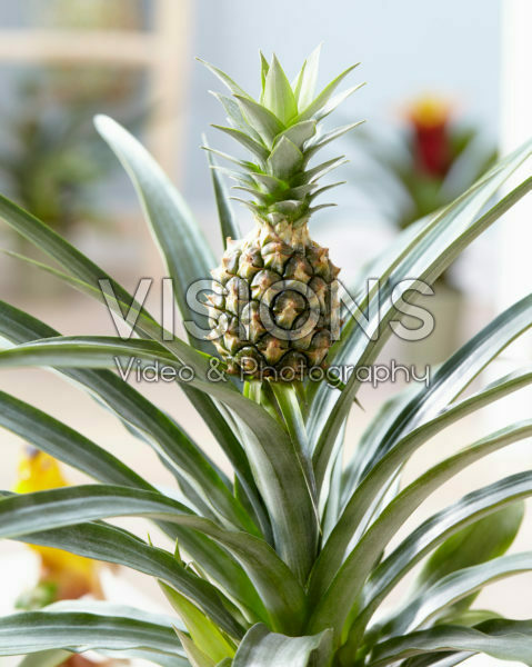 Ananas