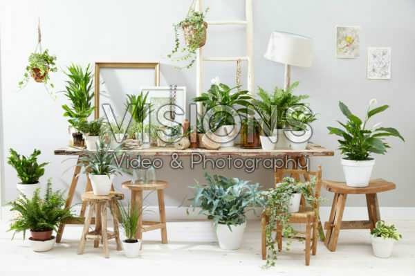 Indoor plants assortment