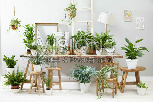 Kamerplanten assortiment