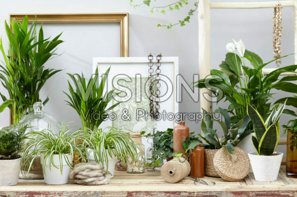 Indoor plants assortment