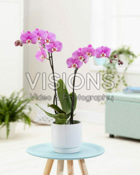 Phalaenopsis Luxor