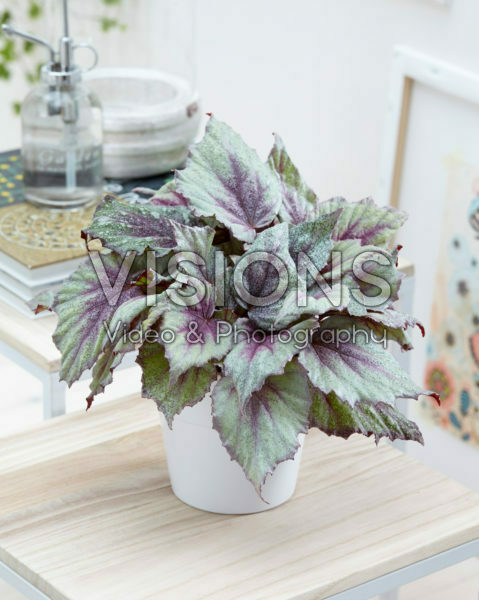 Begonia Beleaf Morning Dew® Begonia Beleaf Morning Dew®