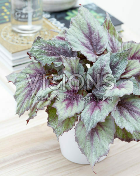 Begonia Beleaf Morning Dew® Begonia Beleaf Morning Dew®