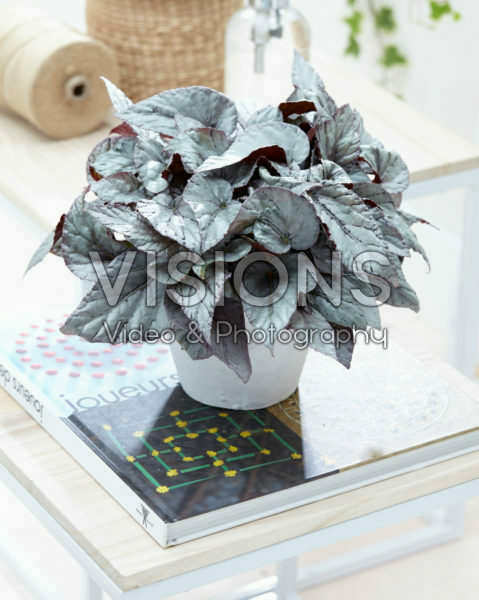 Begonia Beleaf Arctic Breeze® Begonia Beleaf Arctic Breeze®