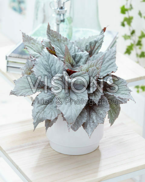 Begonia Beleaf Yukon Frost® Begonia Beleaf Yukon Frost®