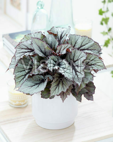 Begonia Beleaf Nordic Glacier® Begonia Beleaf Nordic Glacier®