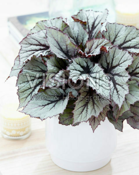Begonia Beleaf Nordic Glacier® Begonia Beleaf Nordic Glacier®