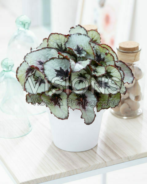 Begonia Begonia