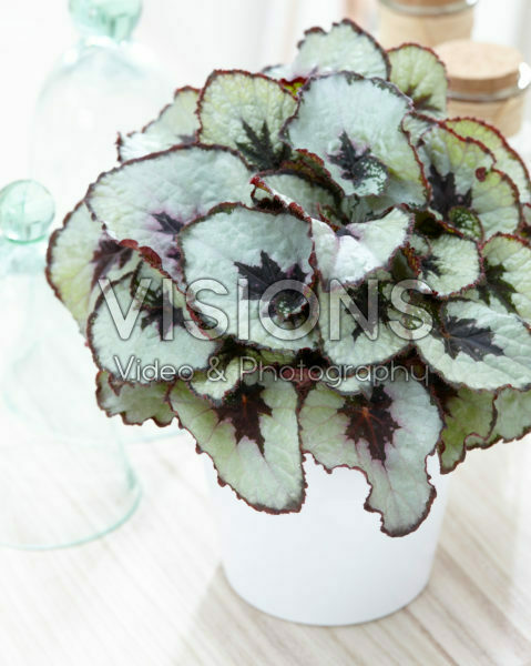 Begonia Begonia