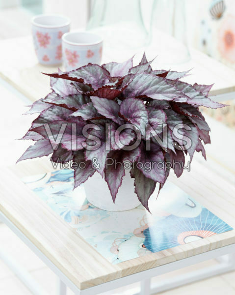 Begonia Beleaf Maori Haze Begonia Beleaf Maori Haze