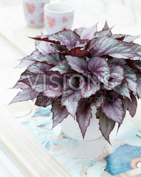 Begonia Beleaf Maori Haze Begonia Beleaf Maori Haze