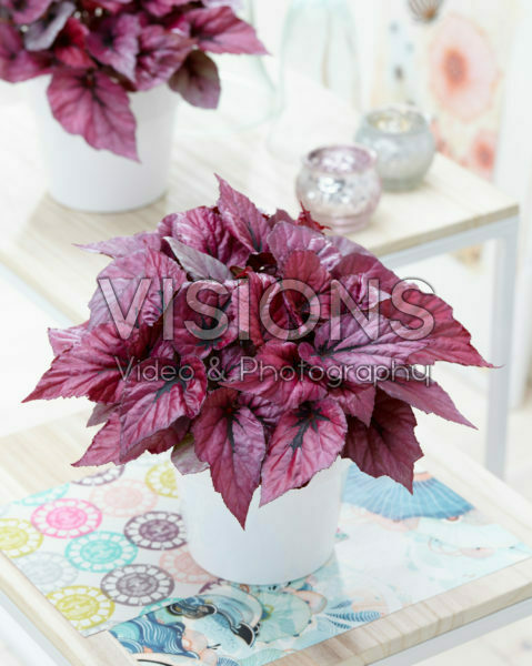 Begonia Beleaf Indian Summer® Begonia Beleaf Indian Summer®