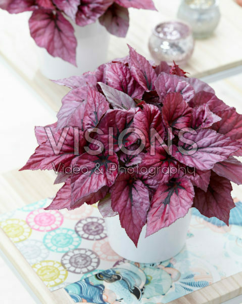 Begonia Beleaf Indian Summer® Begonia Beleaf Indian Summer®