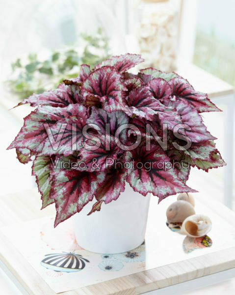 Begonia Beleaf Evening Glow® Begonia Beleaf Evening Glow®