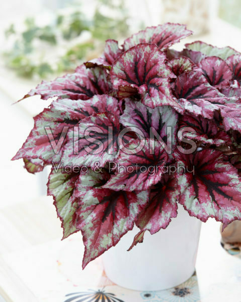 Begonia Beleaf Evening Glow® Begonia Beleaf Evening Glow®