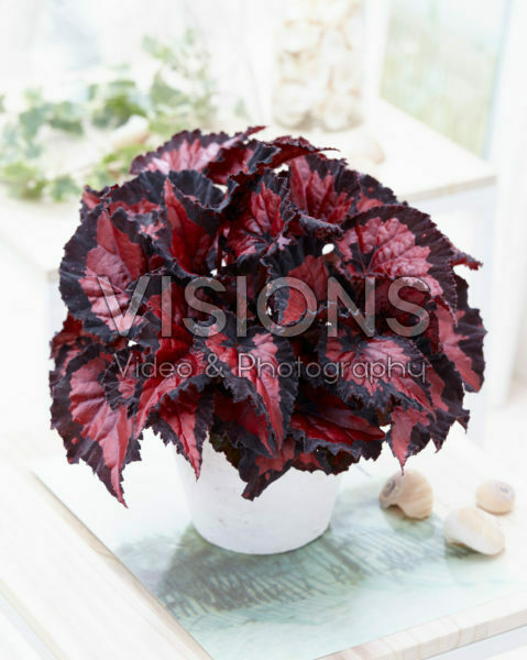 Begonia Beleaf Inca Night® Begonia Beleaf Inca Night®