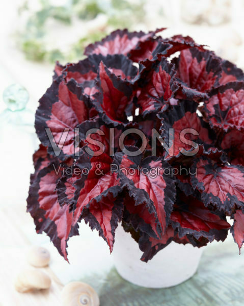 Begonia Beleaf Inca Night® Begonia Beleaf Inca Night®