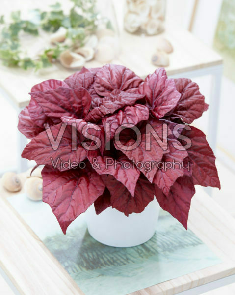 Begonia Beleaf Inca Flame® Begonia Beleaf Inca Flame®
