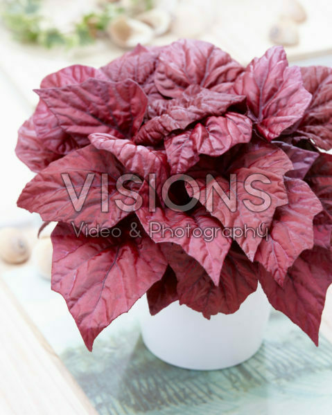 Begonia Beleaf Inca Flame® Begonia Beleaf Inca Flame®