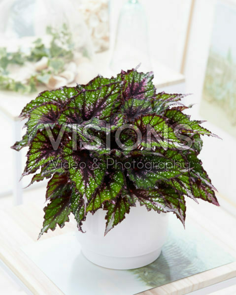 Begonia Beleaf African Jungle® Begonia Beleaf African Jungle®