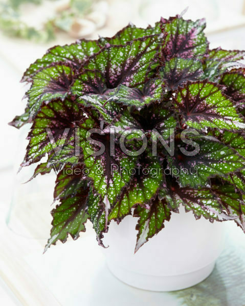 Begonia Beleaf African Jungle® Begonia Beleaf African Jungle®