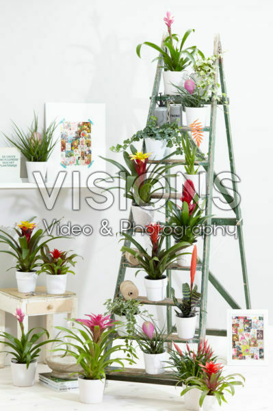 Bromelia collectie