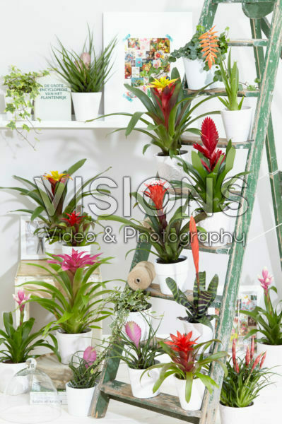 Bromelia collectie