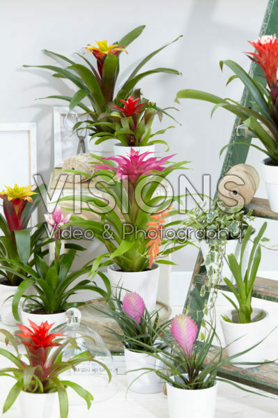 Bromelia collectie