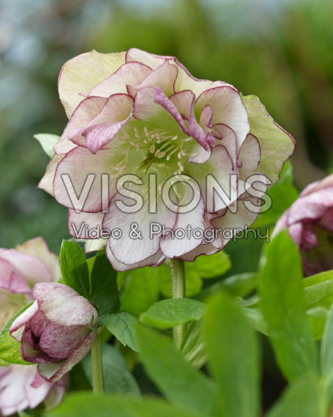 Helleborus orientalis Double Ellen Picotee