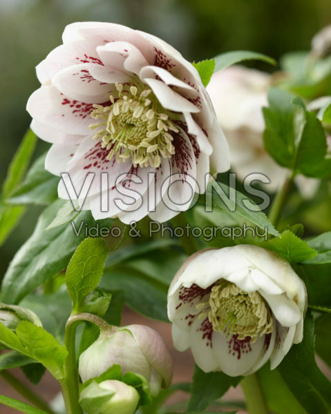 Helleborus orientalis Double Ellen® Pink Spotted Helleborus orientalis Double Ellen® Pink Spotted