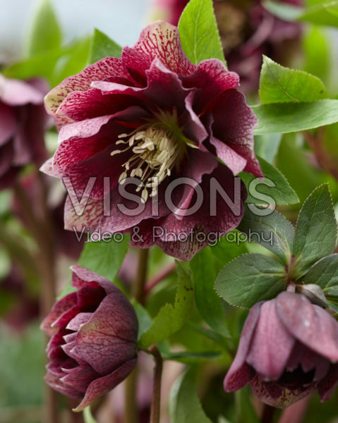 Helleborus orientalis Double Ellen® Red