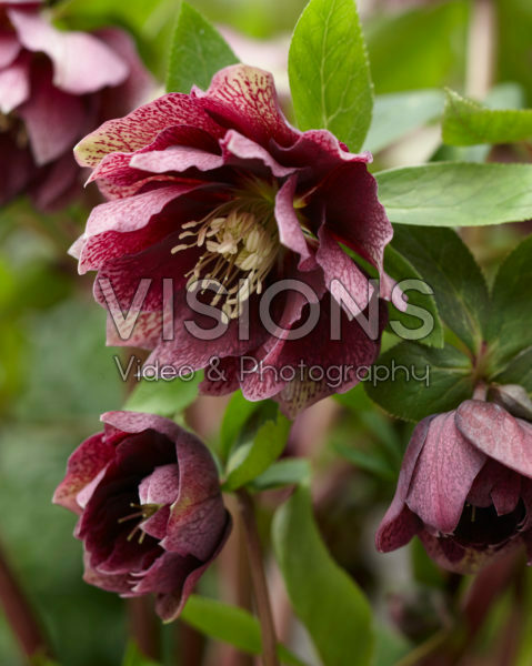 Helleborus orientalis Double Ellen® Red Helleborus orientalis Double Ellen® Red