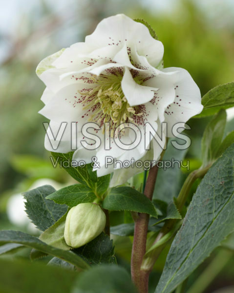 Helleborus orientalis Double Ellen® White Spotted Helleborus orientalis Double Ellen® White Spotted