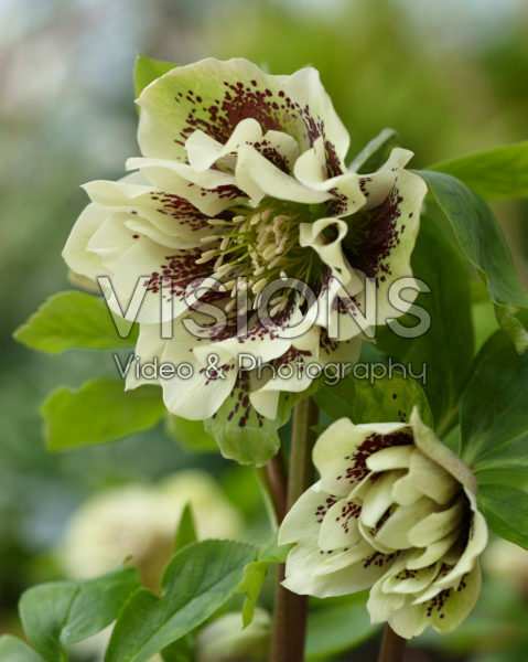 Helleborus orientalis Double Ellen® Yellow Helleborus orientalis Double Ellen® Yellow