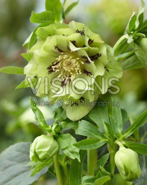 Helleborus orientalis Double Ellen® Green Helleborus orientalis Double Ellen® Green