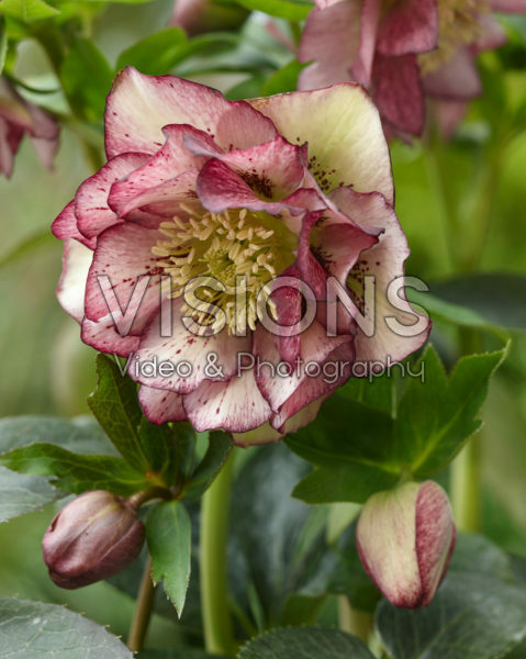 Helleborus orientalis Double Ellen Picotee