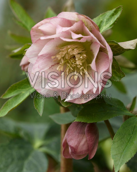Helleborus orientalis Double Ellen® Pink