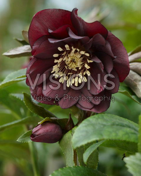 Helleborus orientalis Double Ellen® Purple