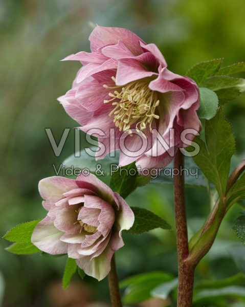 Helleborus orientalis Double Ellen® Pink Helleborus orientalis Double Ellen® Pink