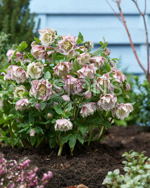 Helleborus orientalis Double Ellen® Pink
