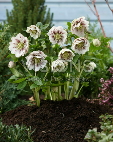 Helleborus orientalis Double Ellen® Pink Spotted Helleborus orientalis Double Ellen® Pink Spotted
