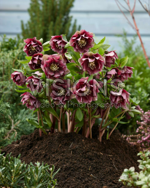 Helleborus orientalis Double Ellen® Red Helleborus orientalis Double Ellen® Red
