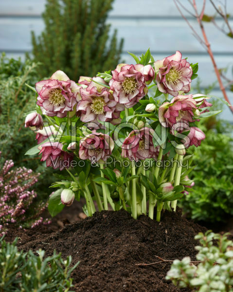 Helleborus orientalis Double Ellen Picotee Helleborus orientalis Double Ellen Picotee