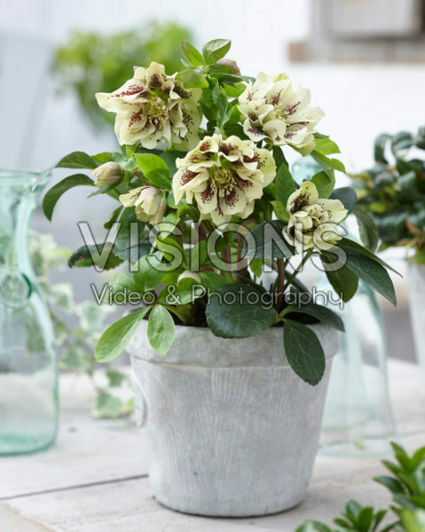 Helleborus orientalis Double Ellen® Yellow Helleborus orientalis Double Ellen® Yellow