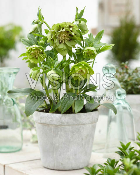 Helleborus orientalis Double Ellen® Green