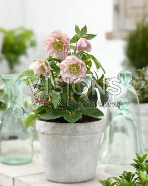Helleborus orientalis Double Ellen® Pink Helleborus orientalis Double Ellen® Pink